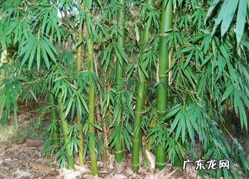 龙竹怎么养才能更旺盛