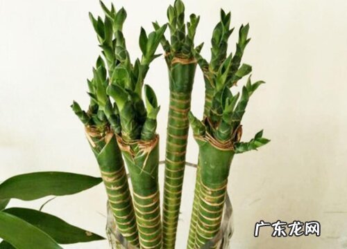 龙竹怎么养才能更旺盛
