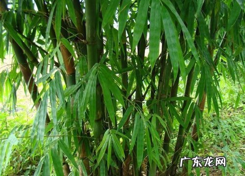 龙竹怎么养才能更旺盛