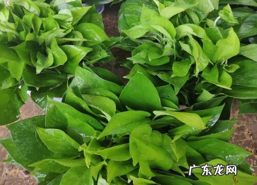 绿萝是爬藤植物吗
