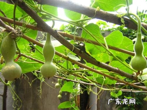 葫芦瓜套种什么好 套种作物品种及技术