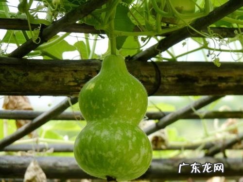 葫芦瓜套种什么好 套种作物品种及技术