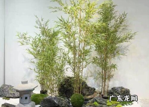 小竹子怎么养殖才能更旺盛