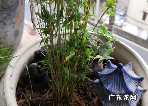 小竹子怎么养殖才能更旺盛