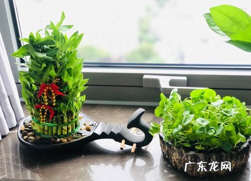 小竹子怎么养殖才能更旺盛