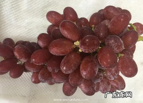 提子是什么水果
