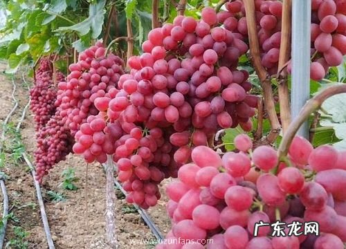 提子是什么水果