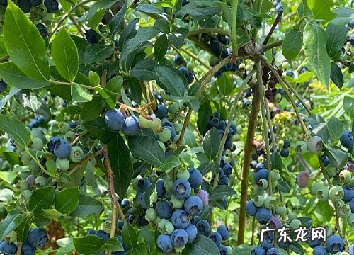 国产蓝莓产地在哪里