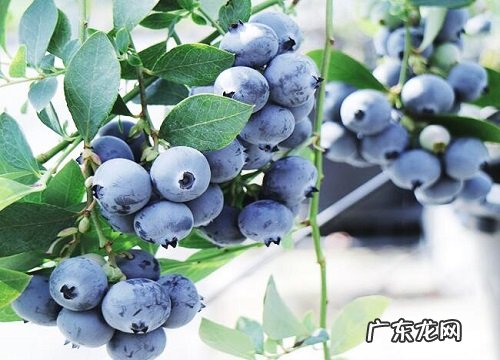 国产蓝莓产地在哪里