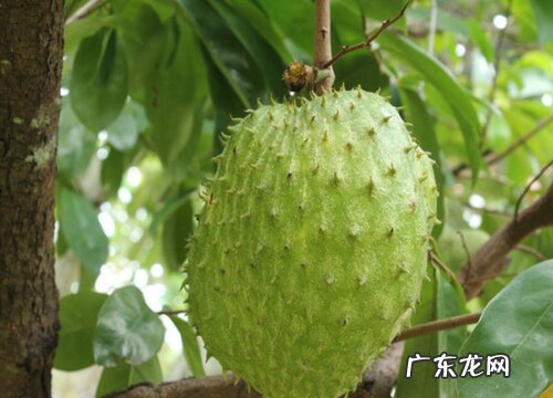 福建荔枝产地在哪里