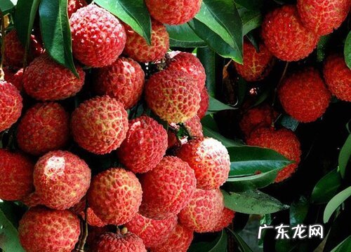 福建荔枝产地在哪里