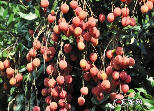 福建荔枝产地在哪里