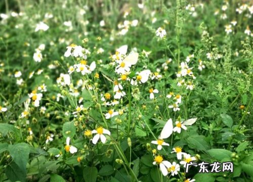 豆渣草是什么样子的