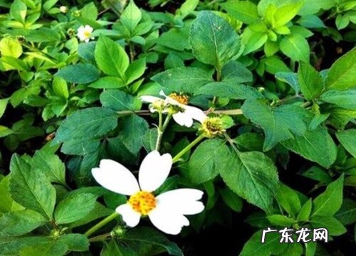 豆渣草是什么样子的