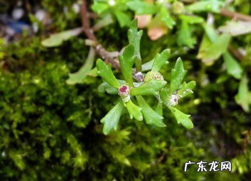 鹅不食草是什么草