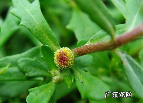 鹅不食草是什么草