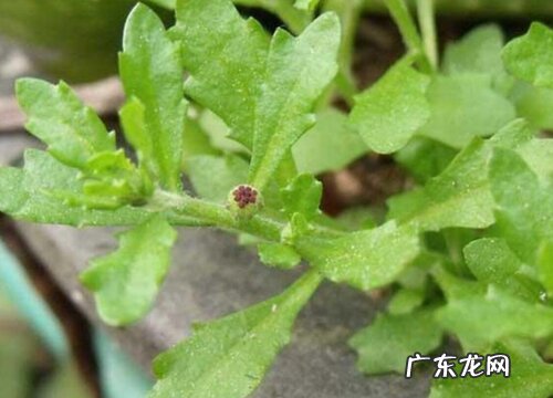 鹅不食草是什么草