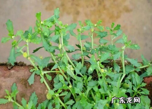 鹅不食草是什么草