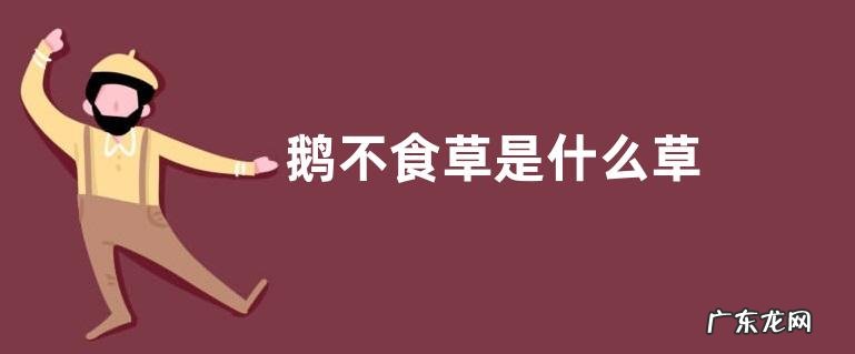 鹅不食草是什么草