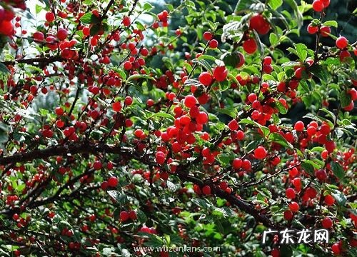 樱桃种子怎么种植方法