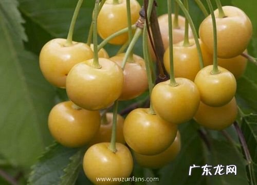 樱桃种子怎么种植方法