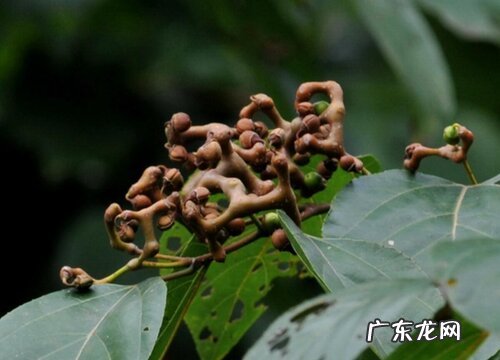 万寿果是什么水果