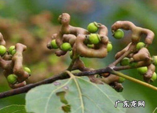 万寿果是什么水果