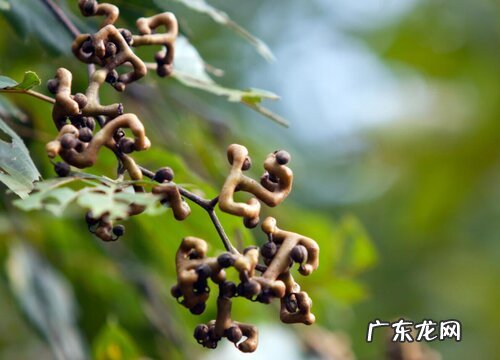 万寿果是什么水果