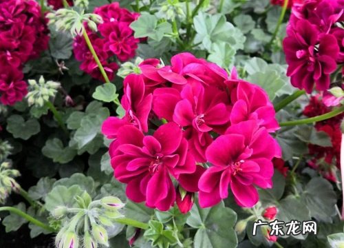 天竺葵是四季开花吗