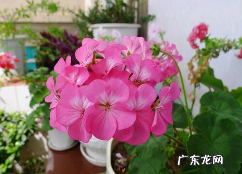 天竺葵是四季开花吗