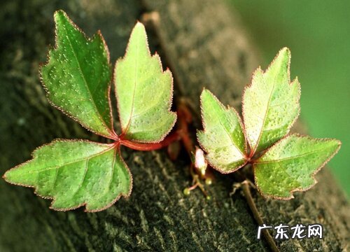 爬山虎是裸子植物吗