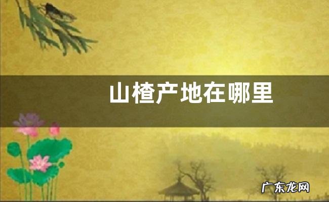 山楂产地在哪里