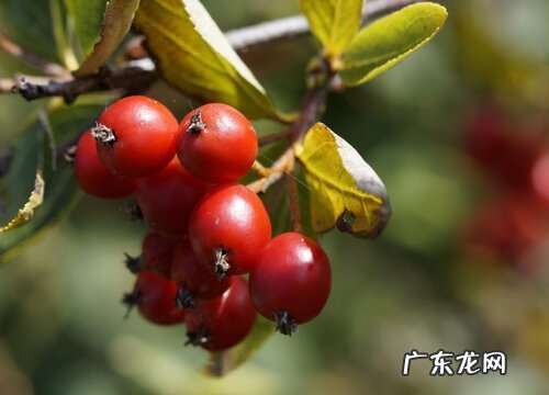 山楂产地在哪里