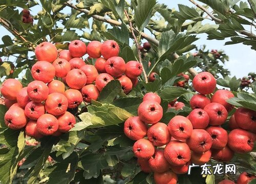 山楂产地在哪里