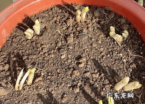 小香葱种子多久发芽