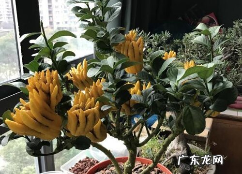 佛手产地在哪里