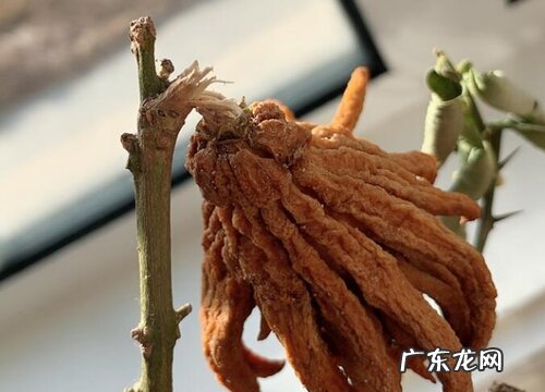 佛手产地在哪里