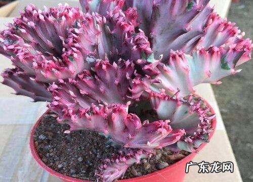 麒麟掌养几年开花