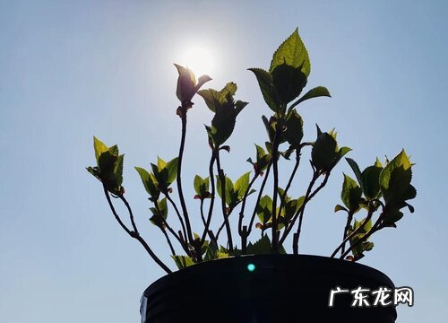绣球花花期多久时间