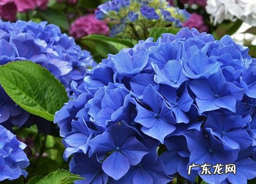 绣球花花期多久时间