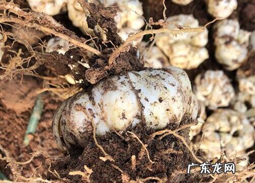 百合是什么植物的果实