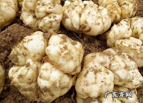 百合是什么植物的果实