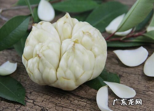 百合是什么植物的果实