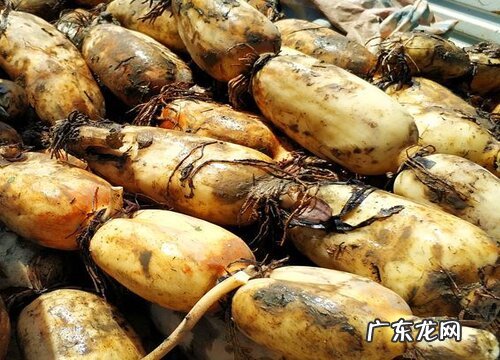 莲藕产地在哪里