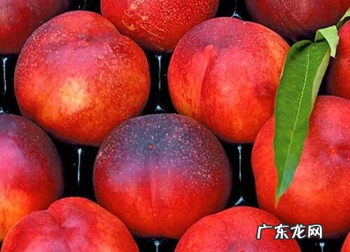 油桃产地在哪里