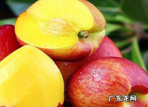 油桃产地在哪里