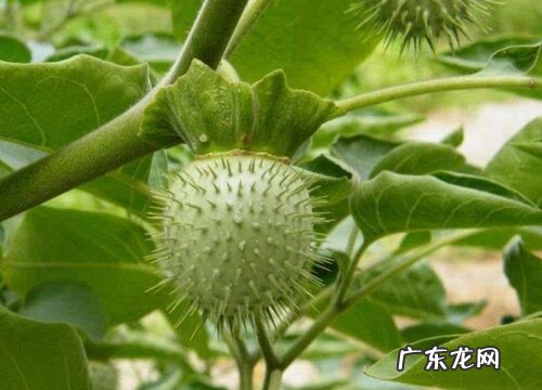 毛曼陀罗果实有毒吗