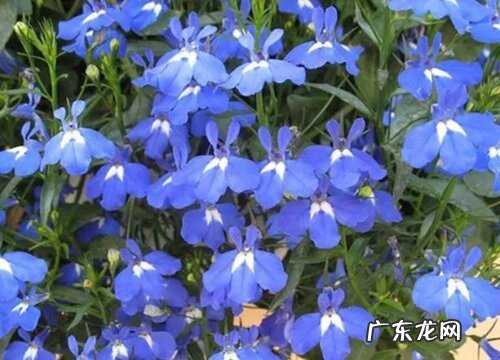 六倍利种子的种植方法和时间 适合什么时候播种