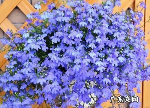 六倍利种子的种植方法和时间 适合什么时候播种