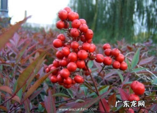 南天竹是裸子植物吗